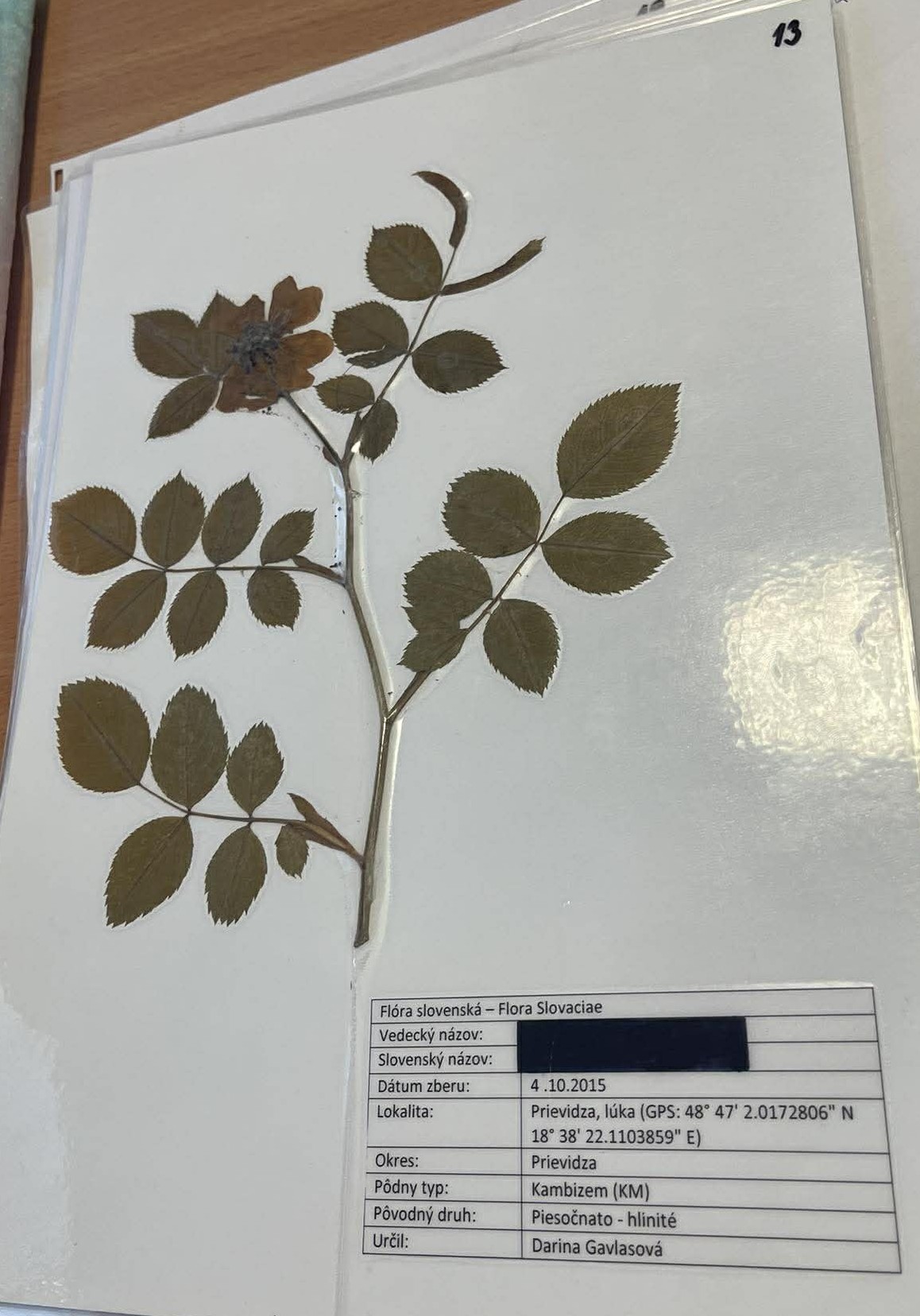 Rastlina Rosa canina